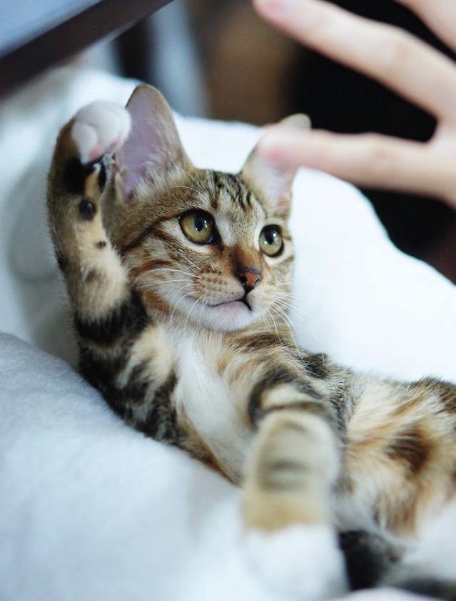 Oursky's cats photo