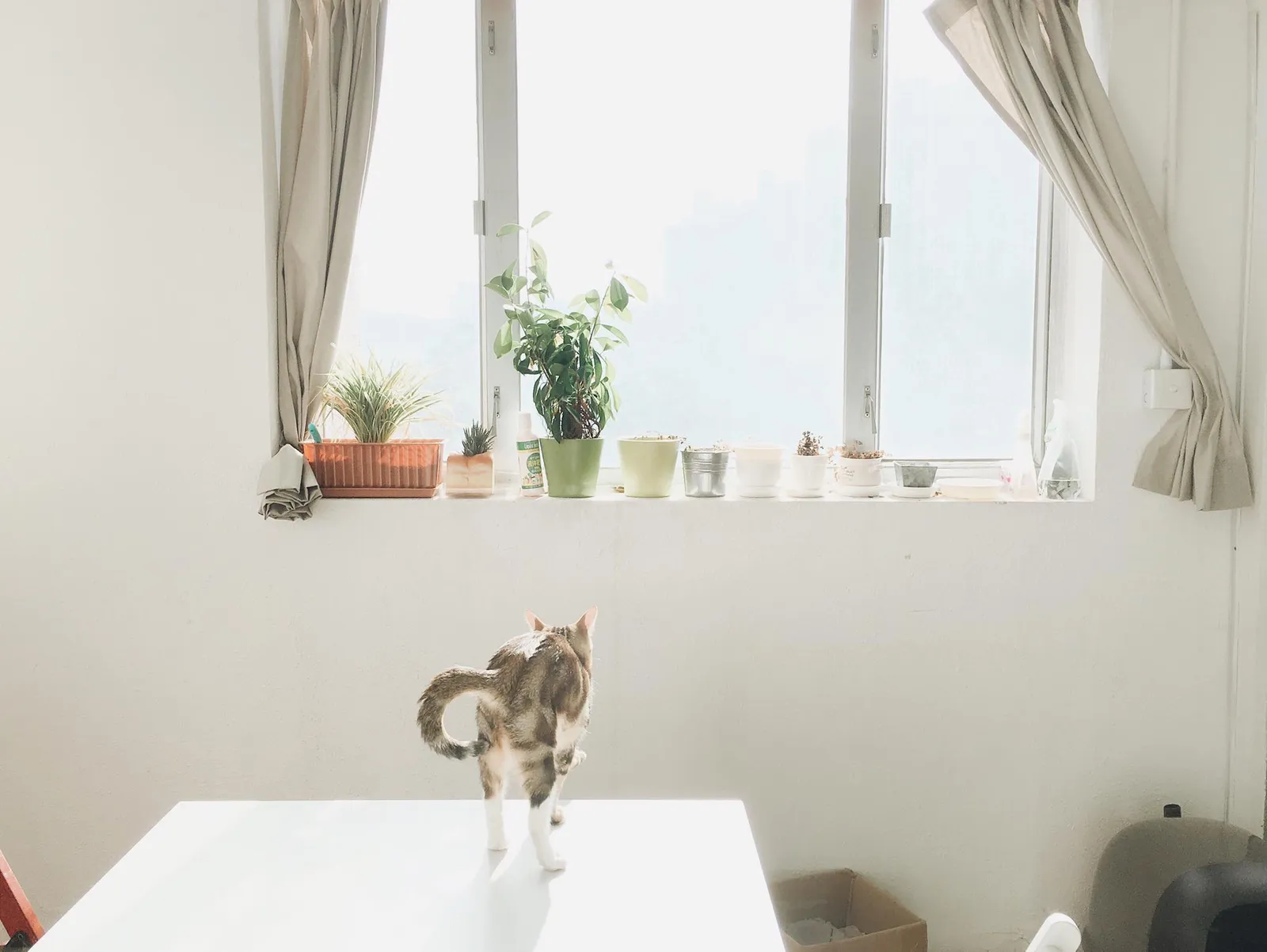 Oursky Cats 